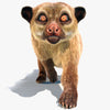 Raccoons and Relatives 3D Models