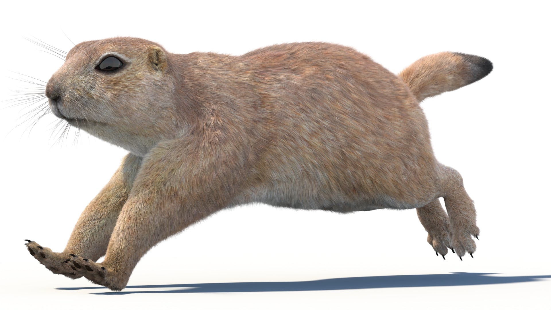 Animated Prairie Dog 3D Model Fur - 360 Degree View