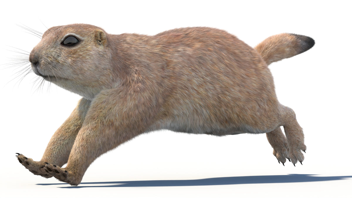 Animated Prairie Dog 3D Model Fur - 360 Degree View