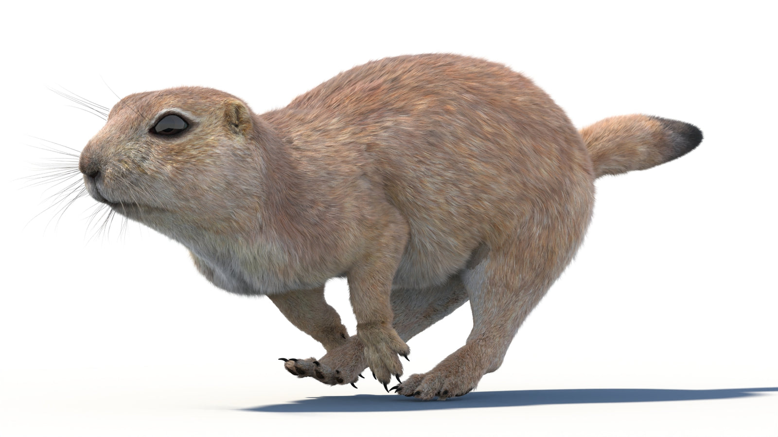 Animated Prairie Dog 3D Model Fur 360° view 4 frame 6