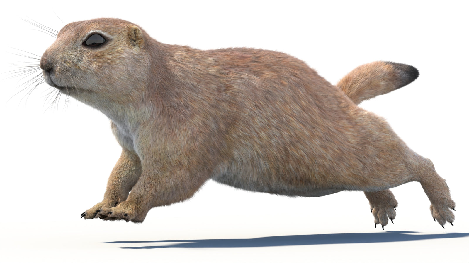 Animated Prairie Dog 3D Model Fur 360° view 4 frame 9