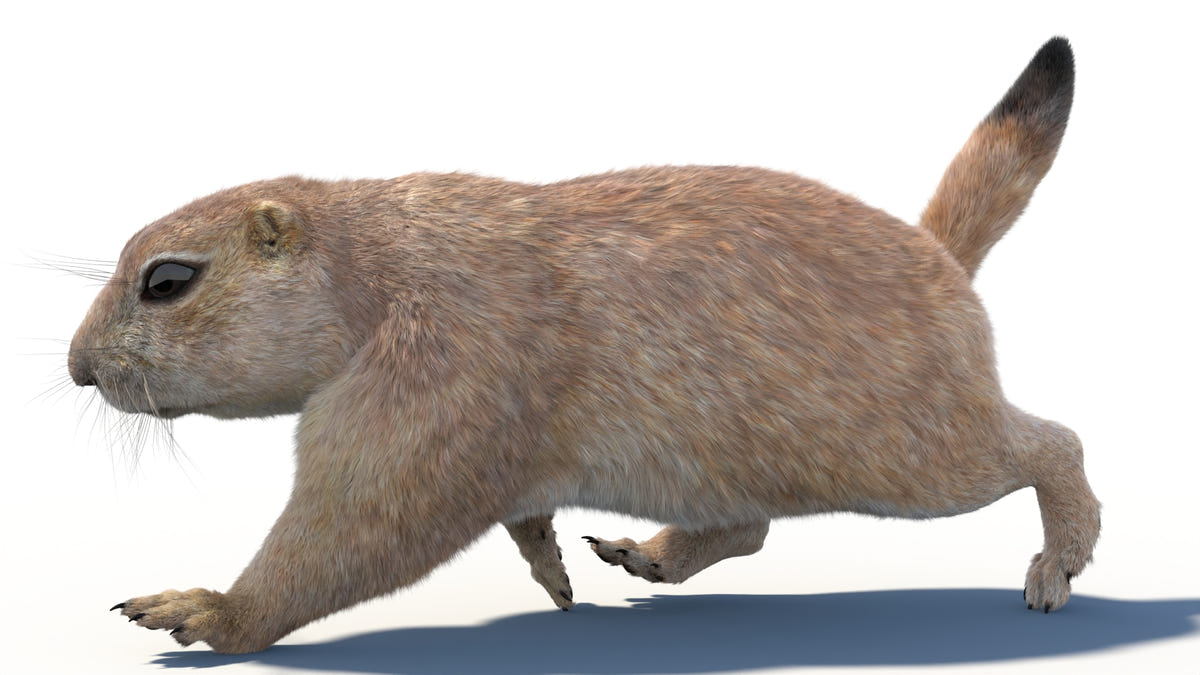 Animated Prairie Dog 3D Model Fur - 360 Degree View