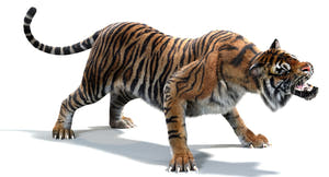 Tiger 3D Model Rendered on White Background Thumbnail
