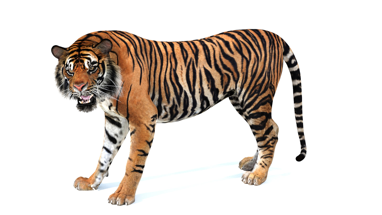 Animated Tiger 3D Model 360° view 4 frame 30