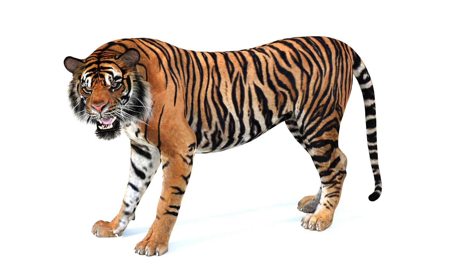 Animated Tiger 3D Model 360° view 4 frame 31
