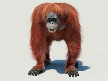 3D hair and fur grooming for animal models