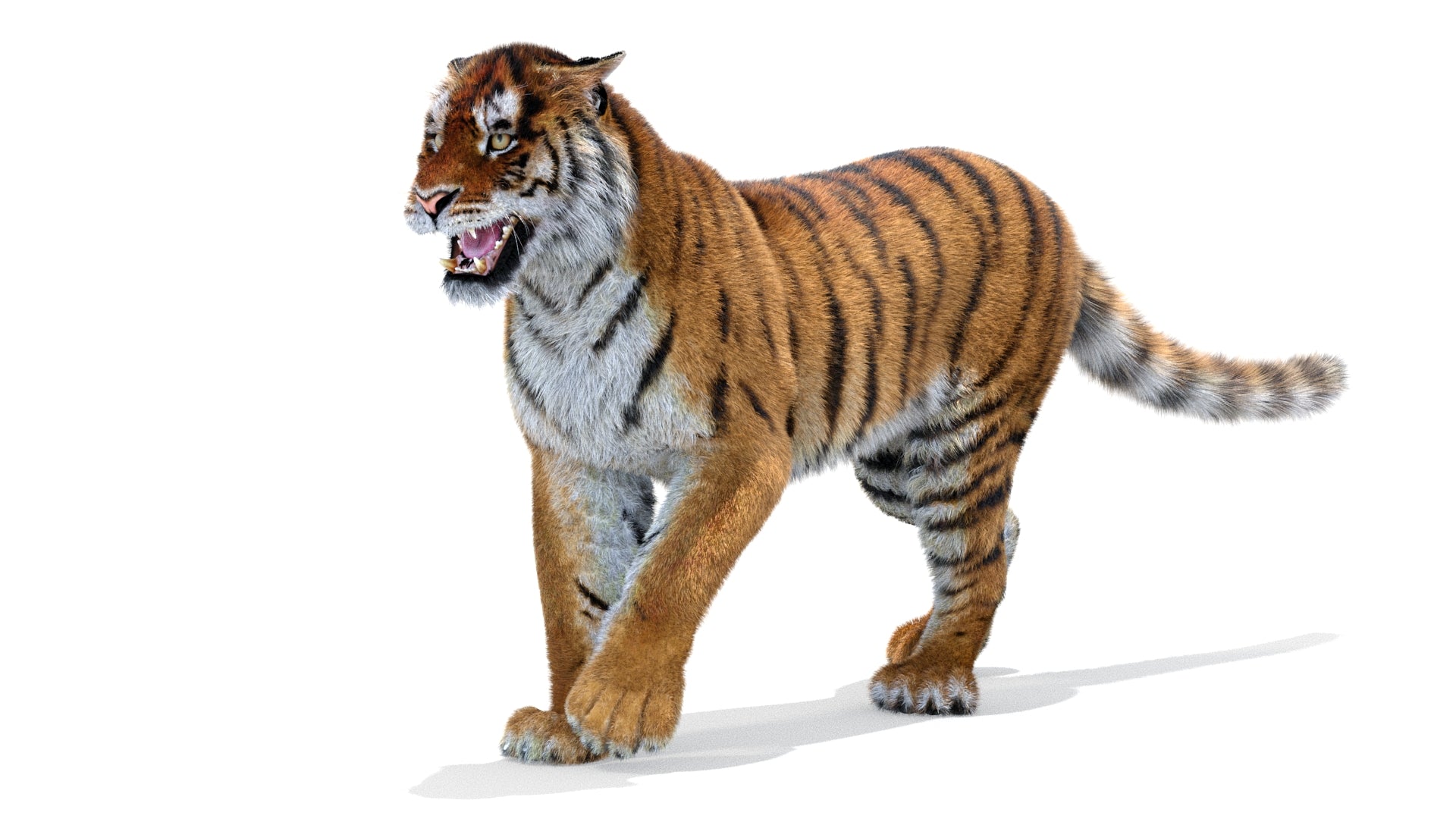 Tiger Animated 3D Model with Fur