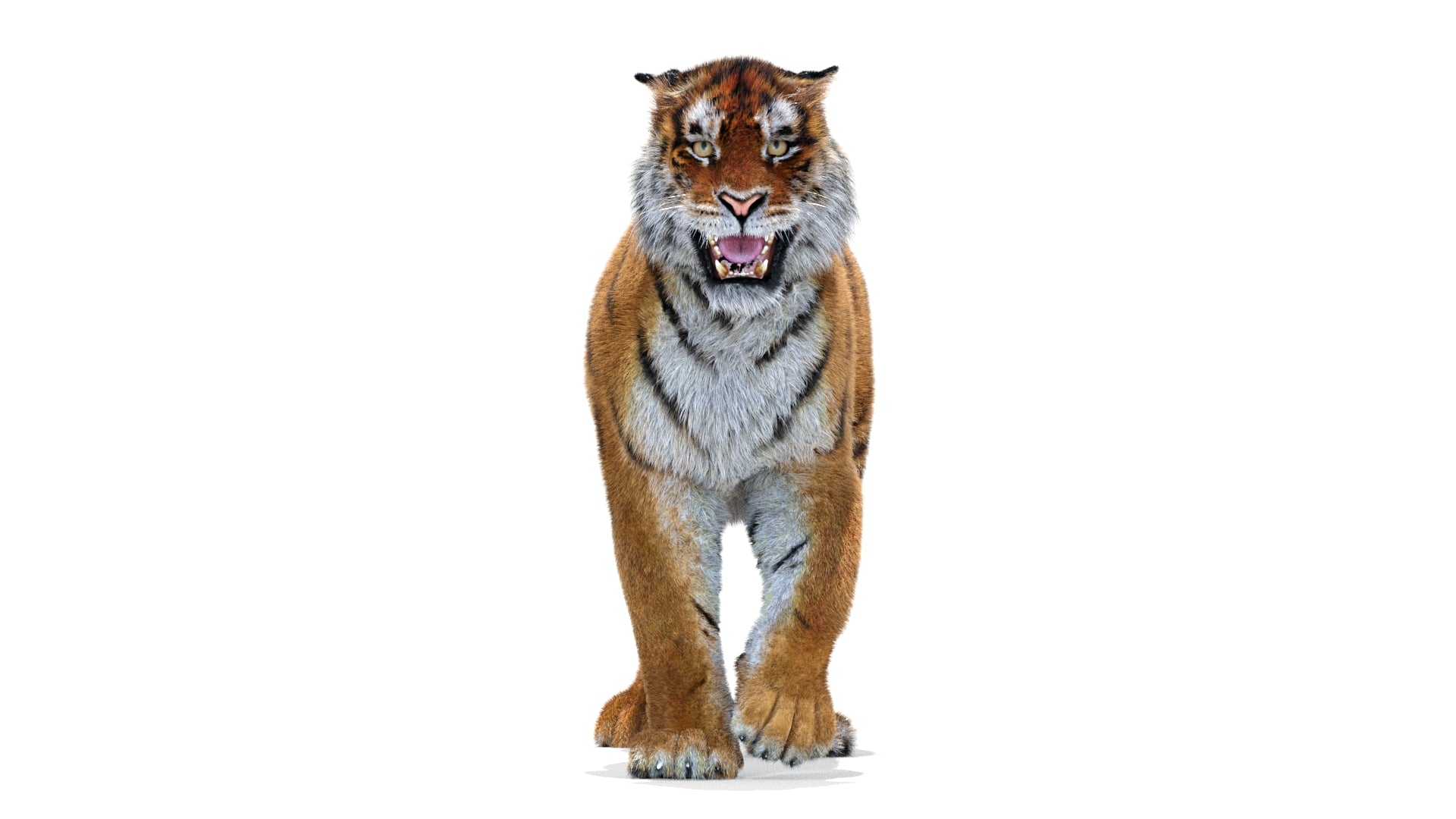 Tiger Animated 3D Model with Fur