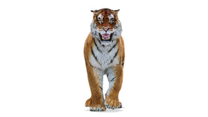 Tiger Animated 3D Model with Fur Thumbnail