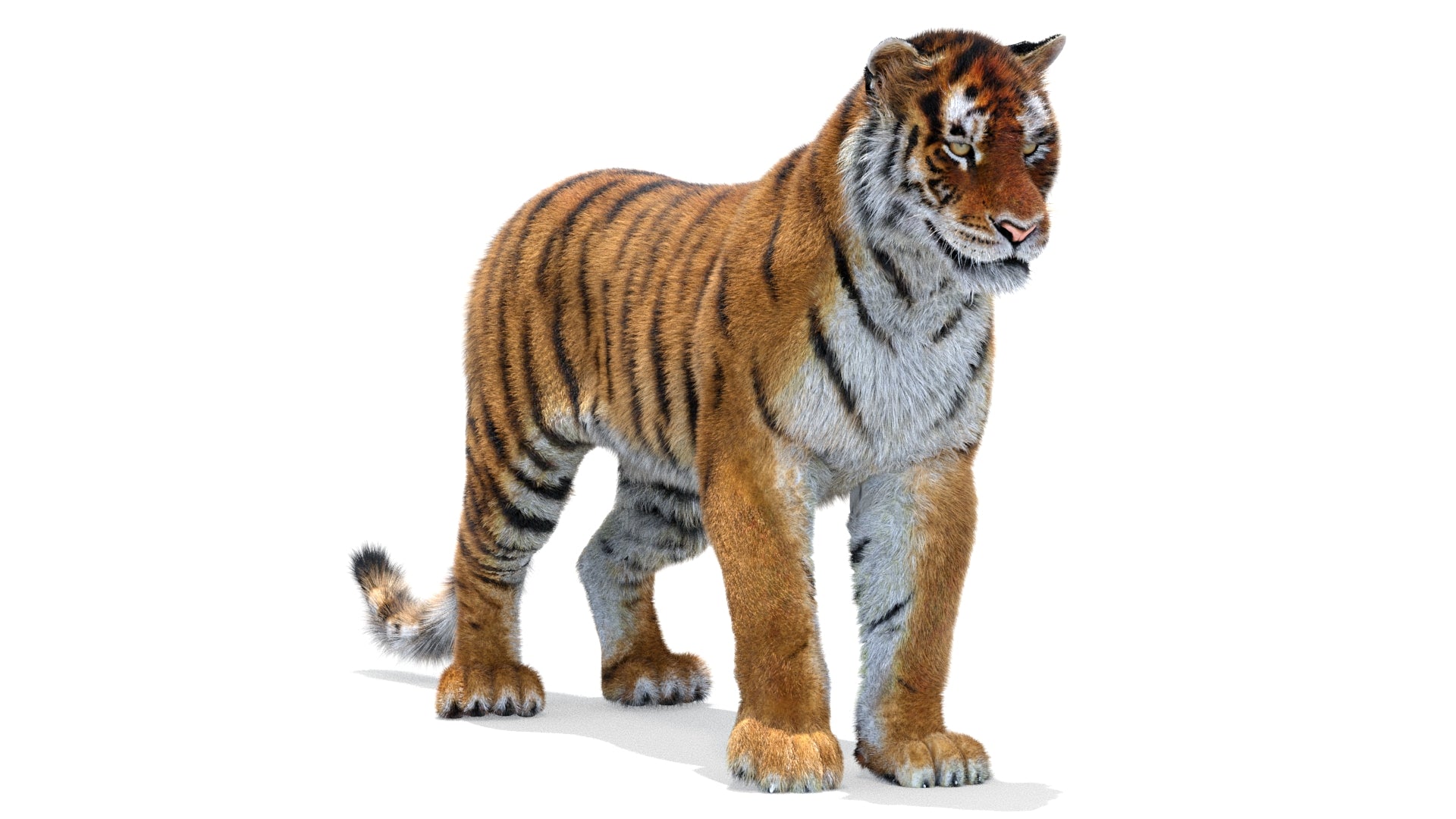 Tiger Animated 3D Model with Fur