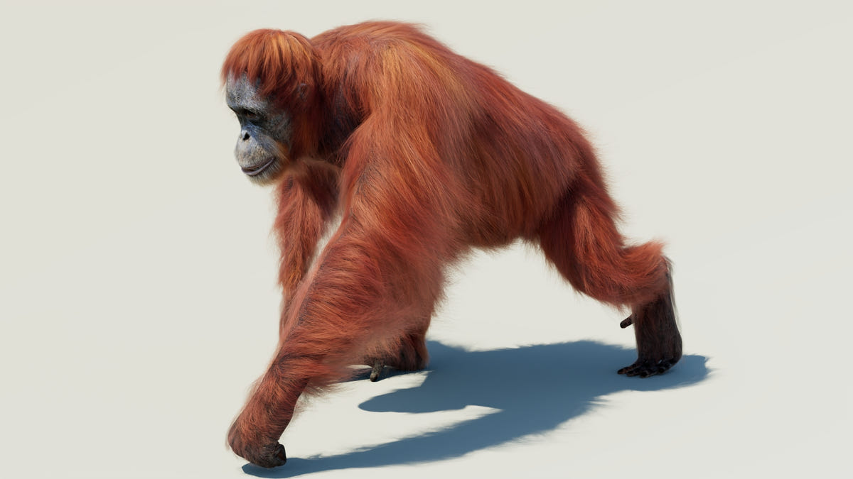 Animated Orangutan 3D Model - Hair and Fur - 360 Degree View