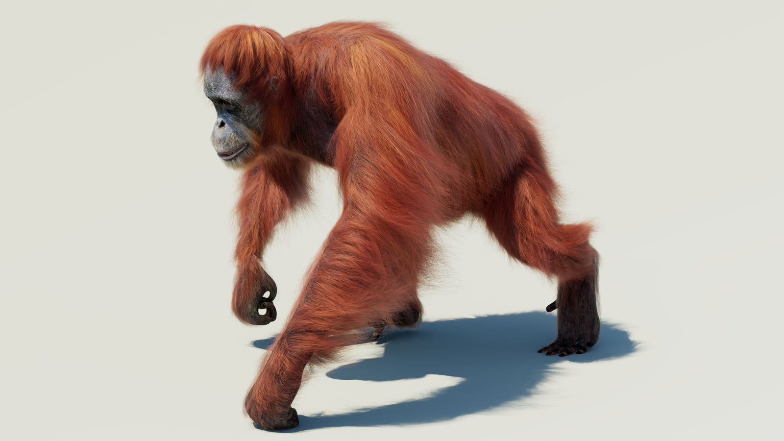 Orangutan 3D Model Animated Fur 360° view 2 frame 4