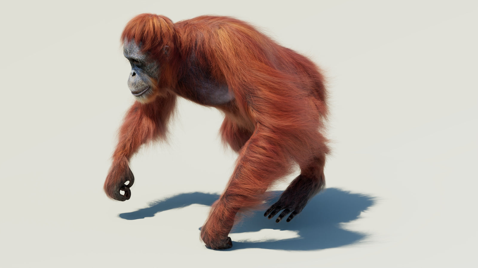 Orangutan 3D Model Animated Fur 360° view 2 frame 10
