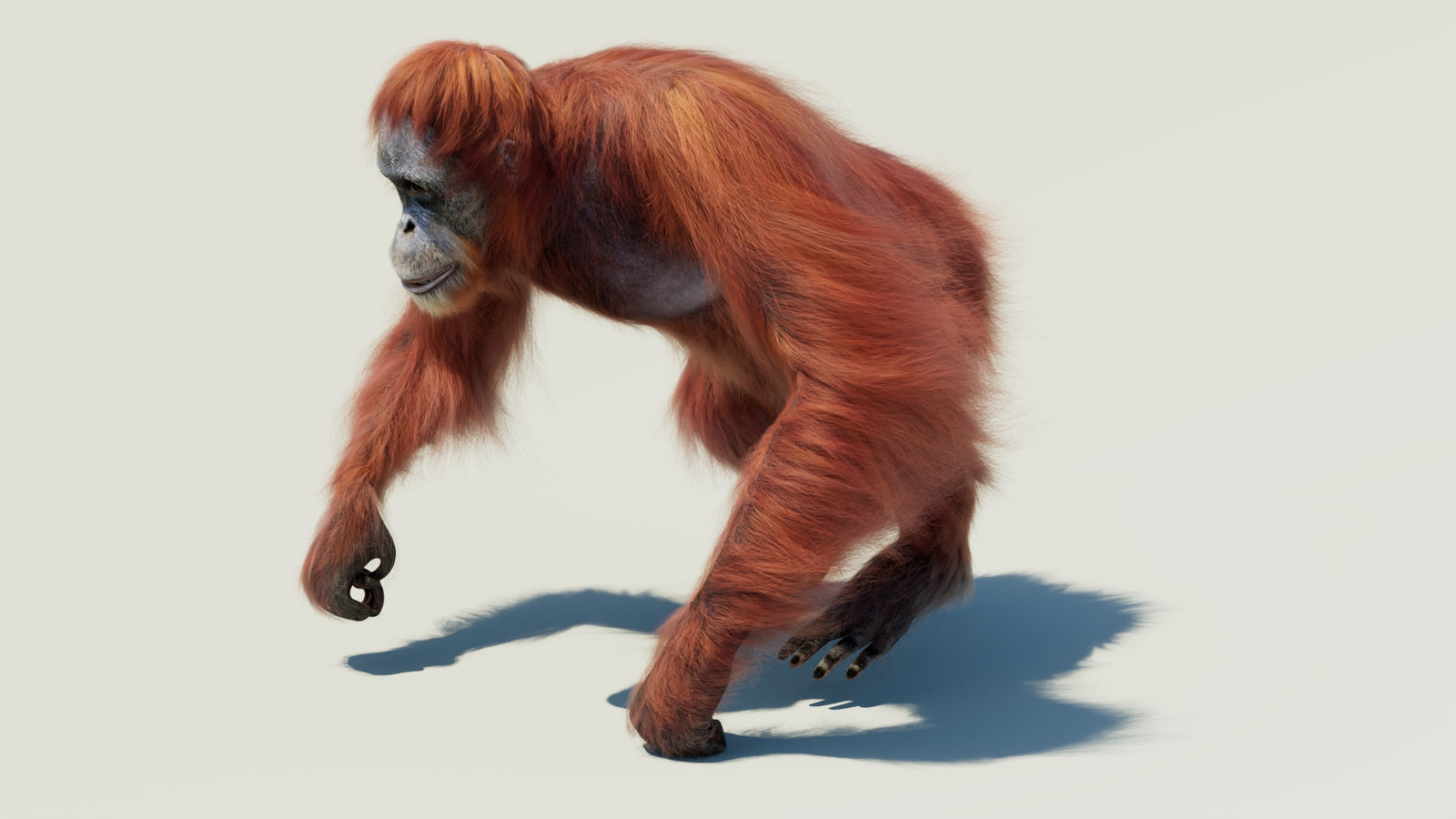 Orangutan 3D Model Animated Fur 360° view 2 frame 11