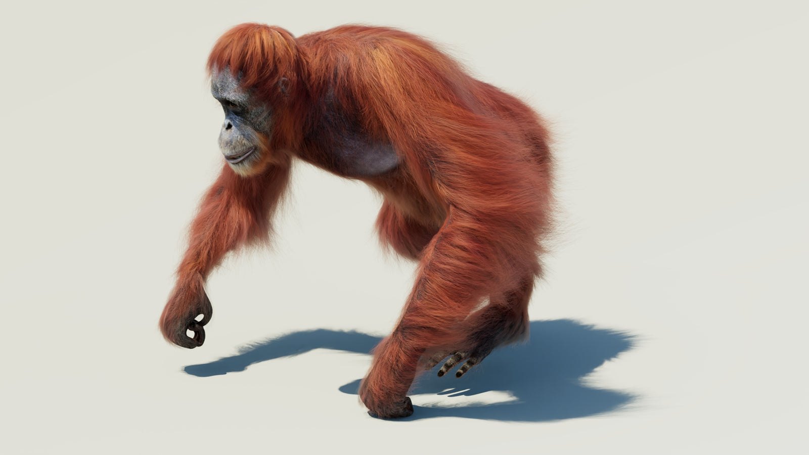 Orangutan 3D Model Animated Fur 360° view 2 frame 12