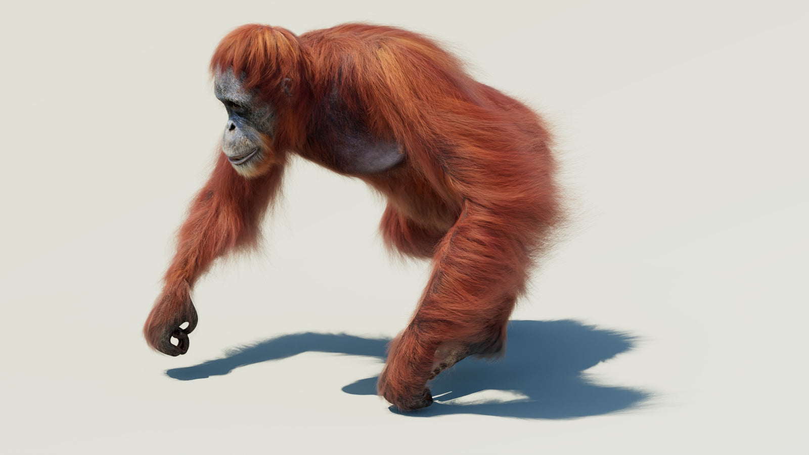 Orangutan 3D Model Animated Fur 360° view 2 frame 13