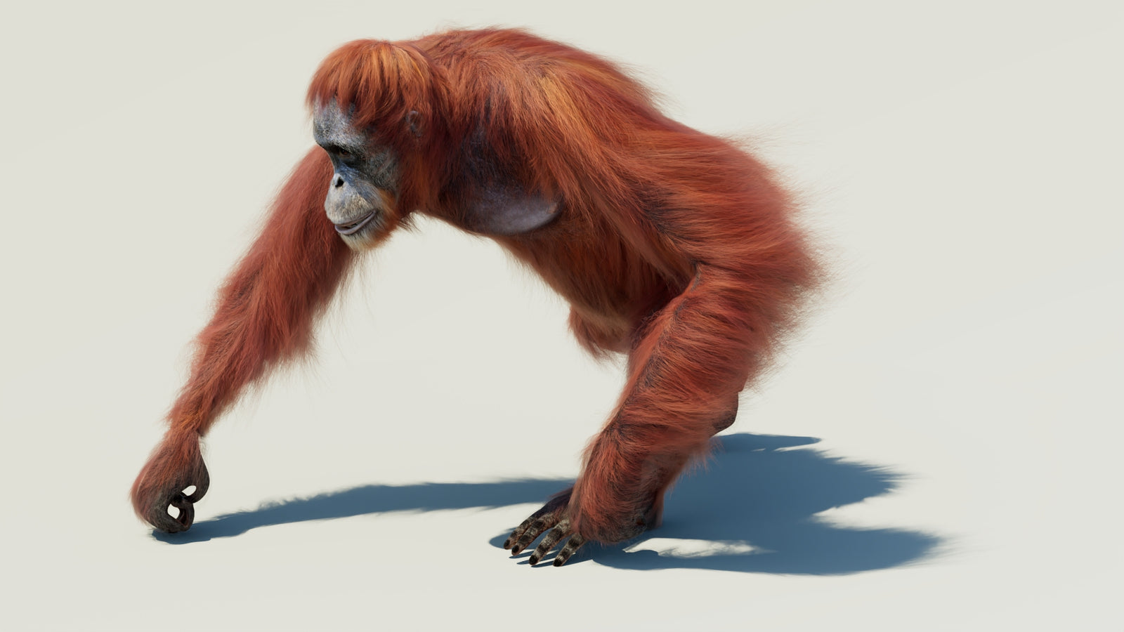 Orangutan 3D Model Animated Fur 360° view 2 frame 19