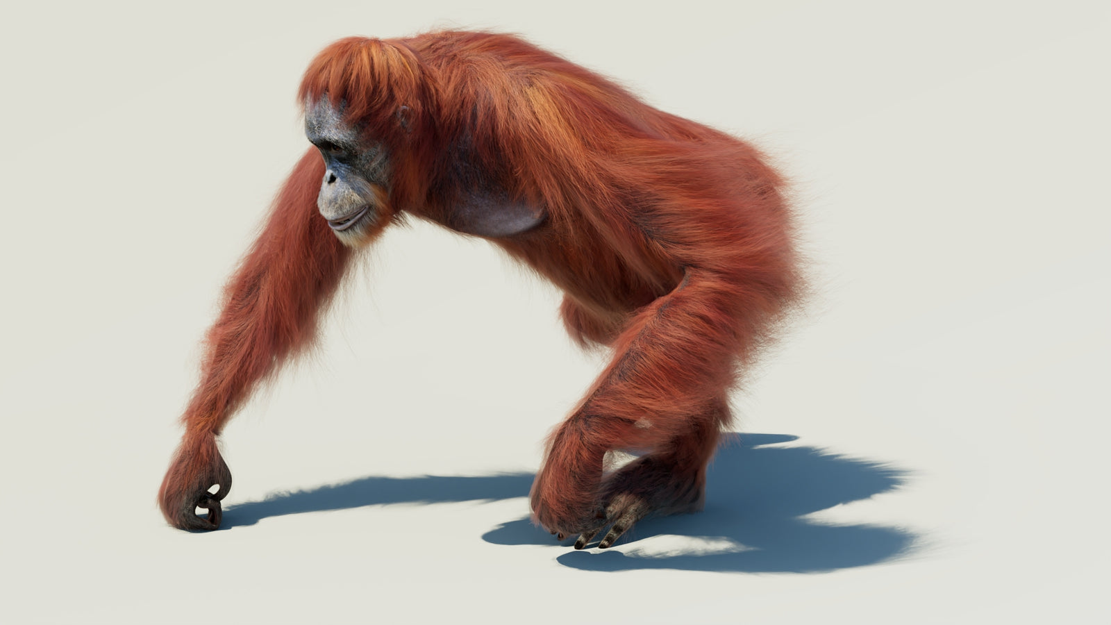 Orangutan 3D Model Animated Fur 360° view 2 frame 22