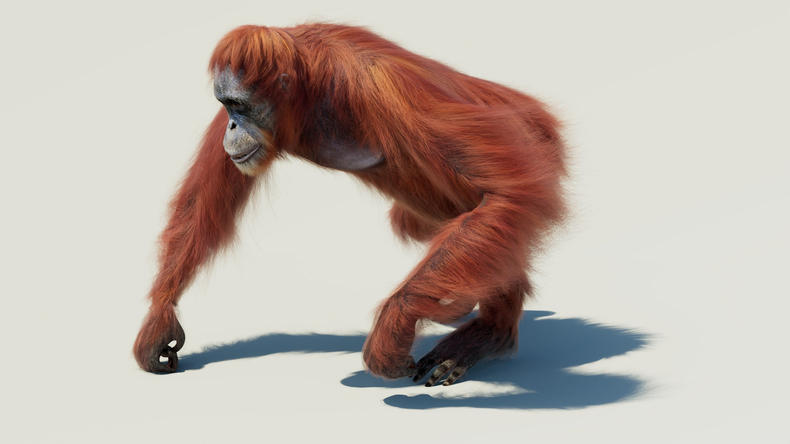 Orangutan 3D Model Animated Fur 360° view 2 frame 23
