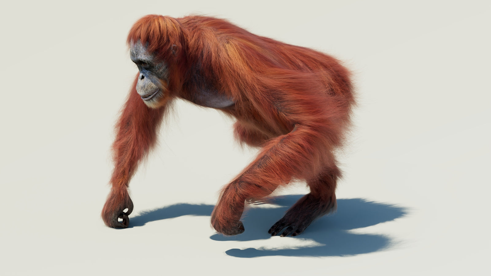 Orangutan 3D Model Animated Fur 360° view 2 frame 25