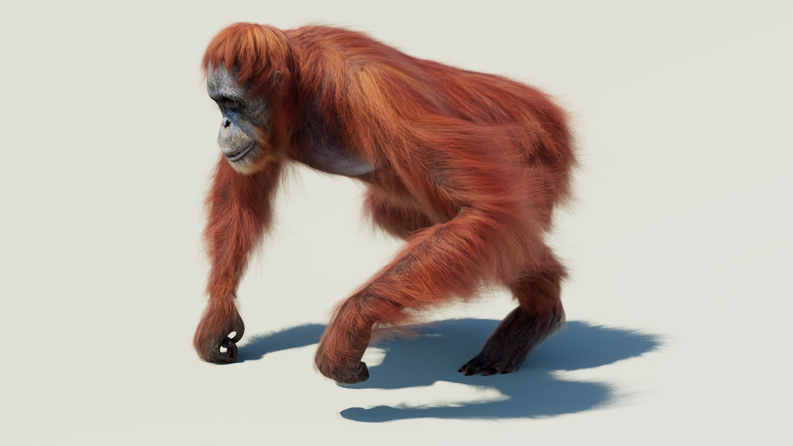 Orangutan 3D Model Animated Fur 360° view 2 frame 27