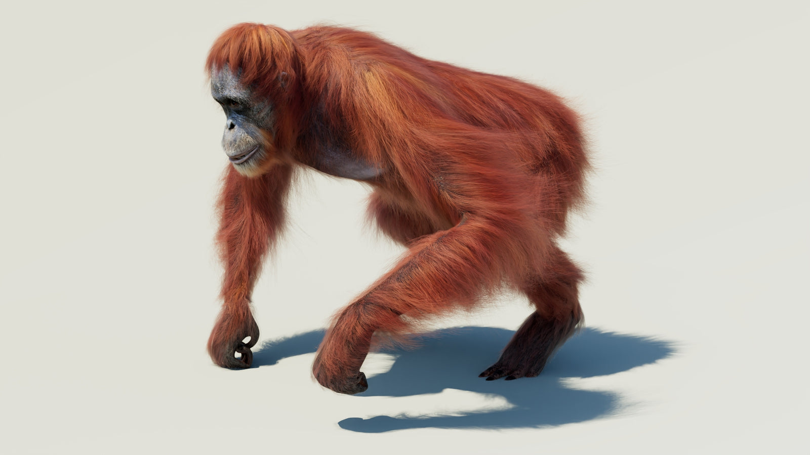 Orangutan 3D Model Animated Fur 360° view 2 frame 28