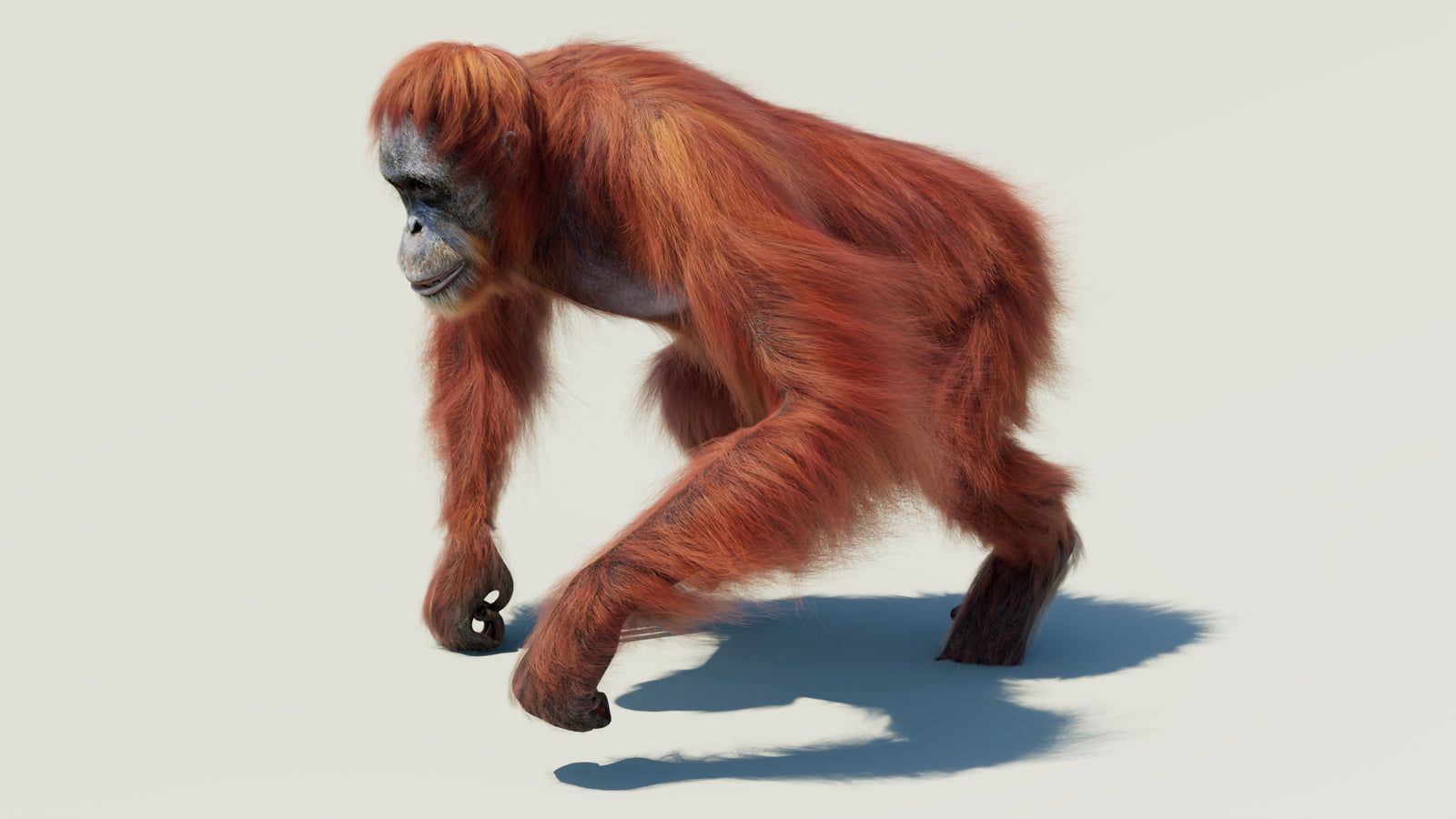 Orangutan 3D Model Animated Fur 360° view 2 frame 30