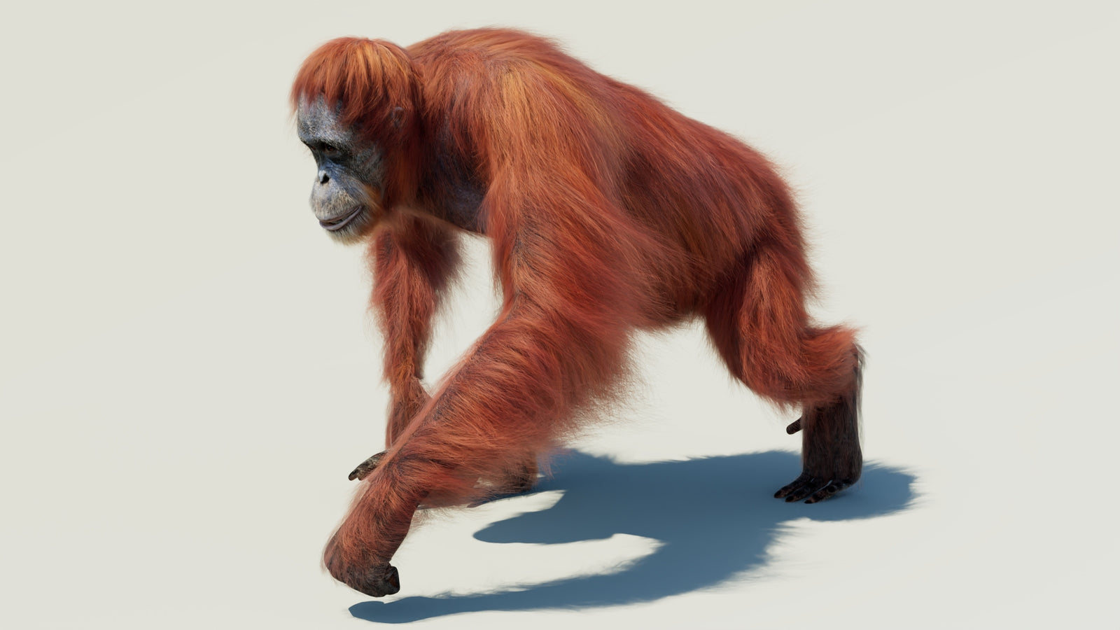 Orangutan 3D Model Animated Fur 360° view 2 frame 35