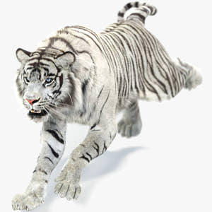 Animated White Tiger 3D Model with Fur Thumbnail