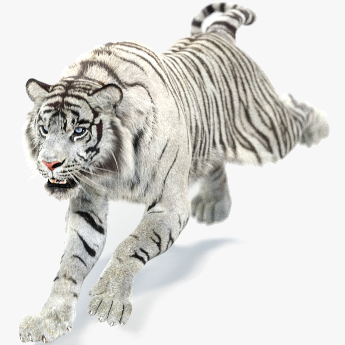 Animated White Tiger 3D Model with Fur