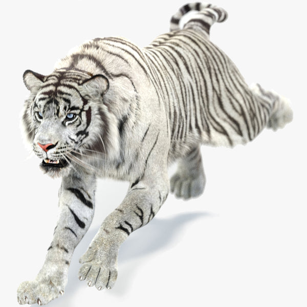 Animated White Tiger 3D Model with Fur