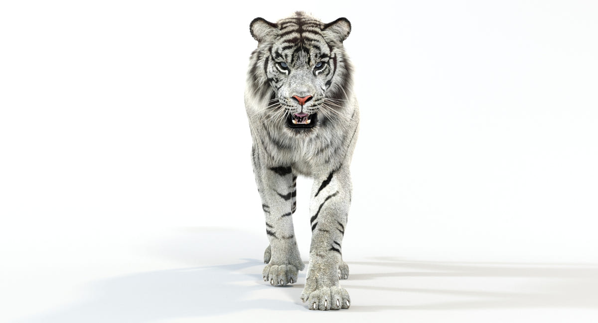Animated White Tiger 3D Model - Hair and Fur - 360 Degree View