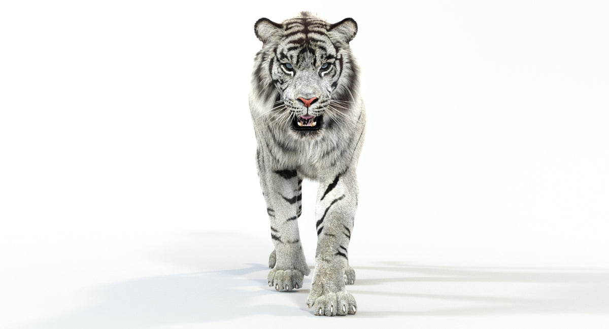 Animated White Tiger 3D Model - Hair and Fur - 360 Degree View