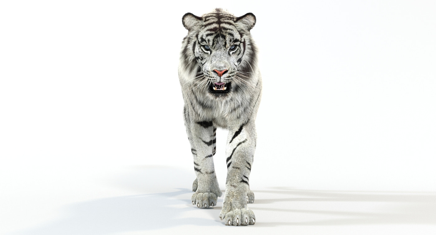 Animated White Tiger 3D Model with Fur - 360 Degree View