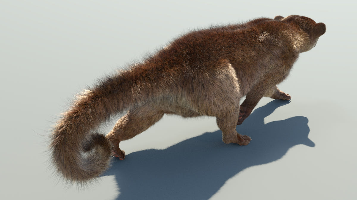 Animated Kinkajou 3D Model - Hair and Fur | Advanced - 360 Degree View