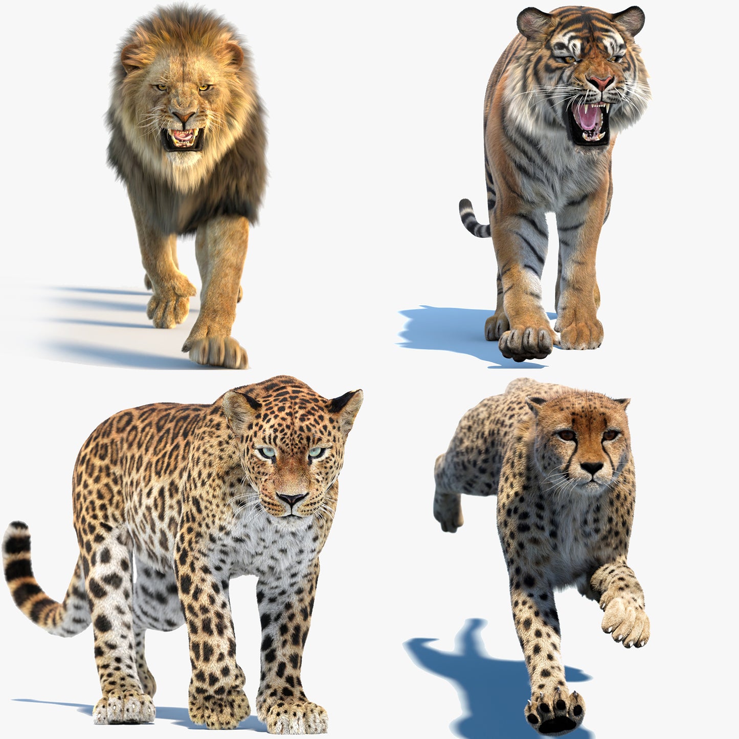 Big Cat 3D Model Rigged Animated Fur Bundle