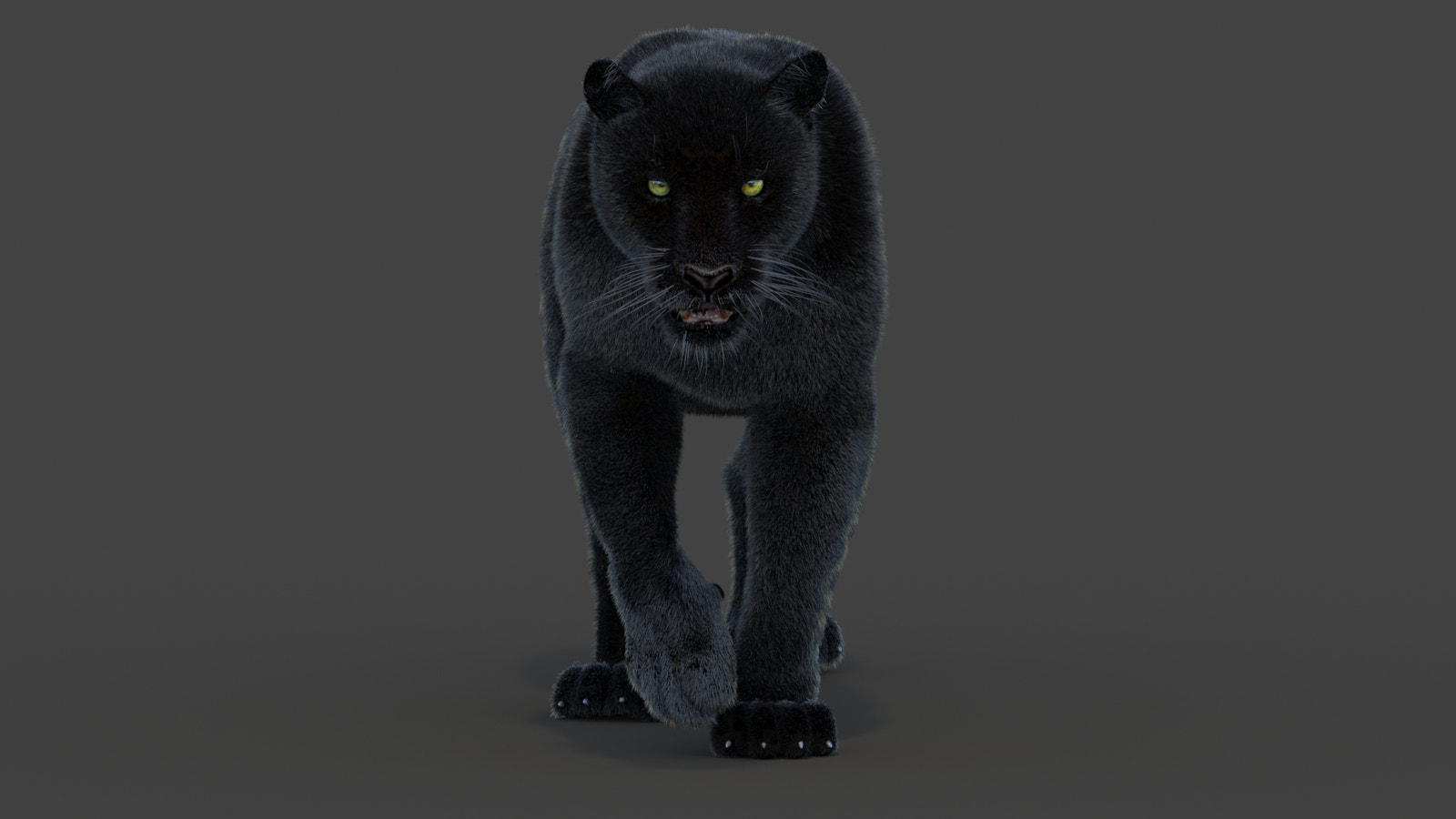 Animated Black Panther Animal 3D Model with Fur