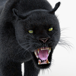 Animated Black Panther Animal 3D Model with Fur Thumbnail