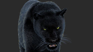 Animated Black Panther Animal 3D Model with Fur Thumbnail