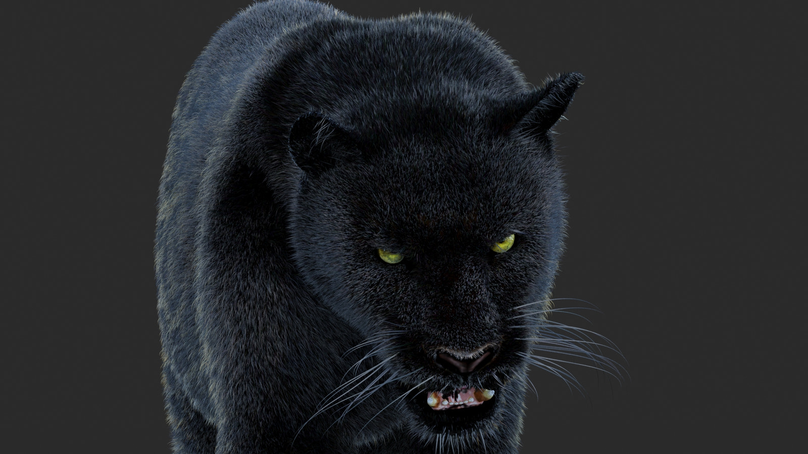 Animated Black Panther Animal 3D Model with Fur