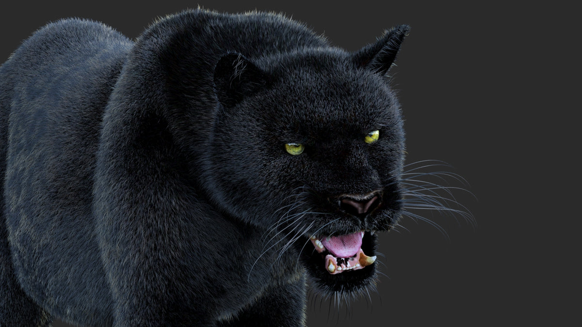 Animated Black Panther Animal 3D Model with Fur