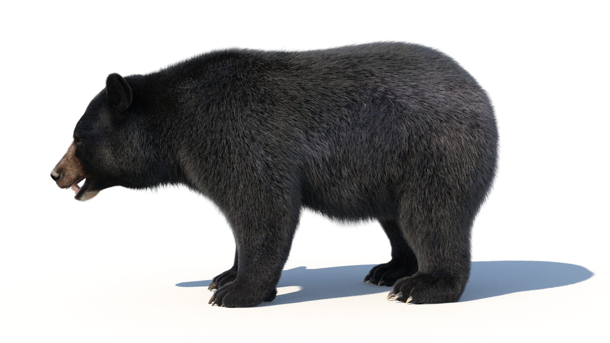 Animated Black Bear 3D Model - Hair and Fur | Advanced - 360 Degree View