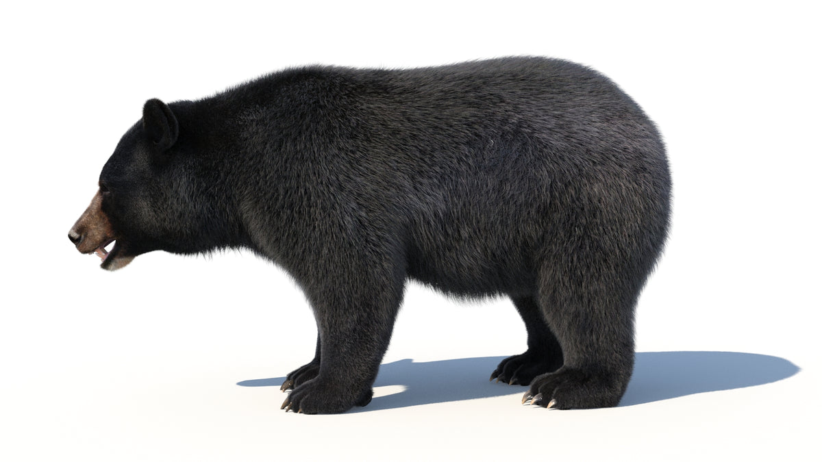 Animated Black Bear 3D Model - Hair and Fur | Advanced - 360 Degree View