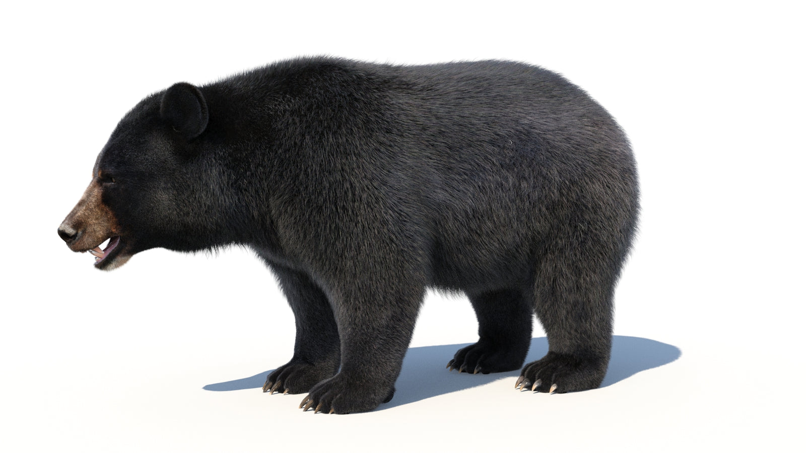 Animated Black Bear 3D Model with Fur Advanced 360° view 1 frame 3