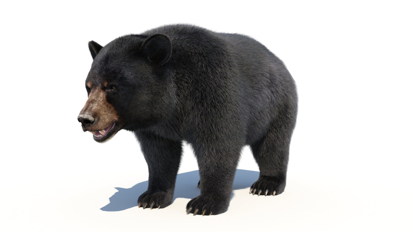 Animated Black Bear 3D Model with Fur Advanced 360° view 1 frame 6