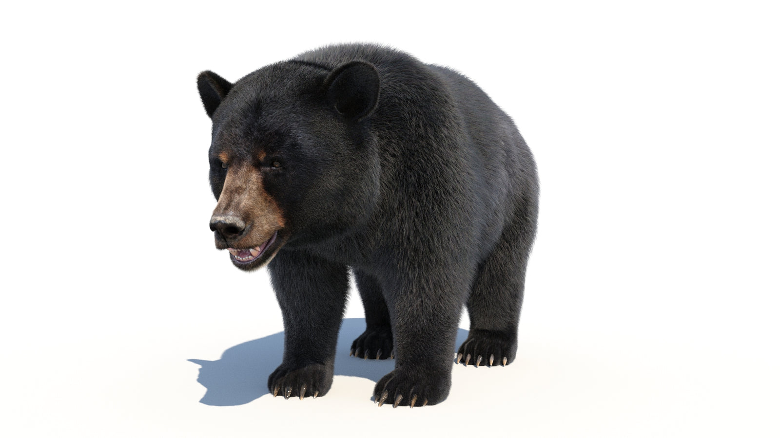 Animated Black Bear 3D Model with Fur Advanced 360° view 1 frame 7