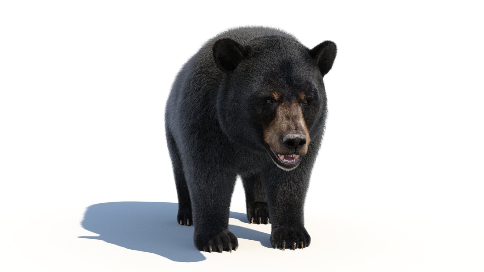 Animated Black Bear 3D Model with Fur Advanced 360° view 1 frame 10