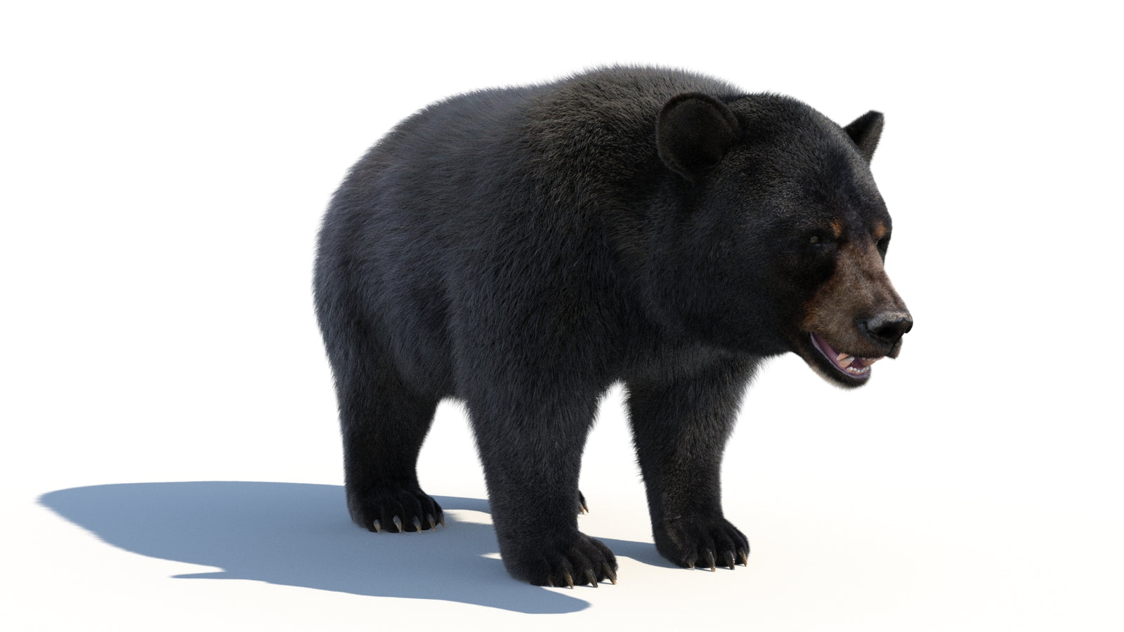 Animated Black Bear 3D Model with Fur Advanced 360° view 1 frame 12