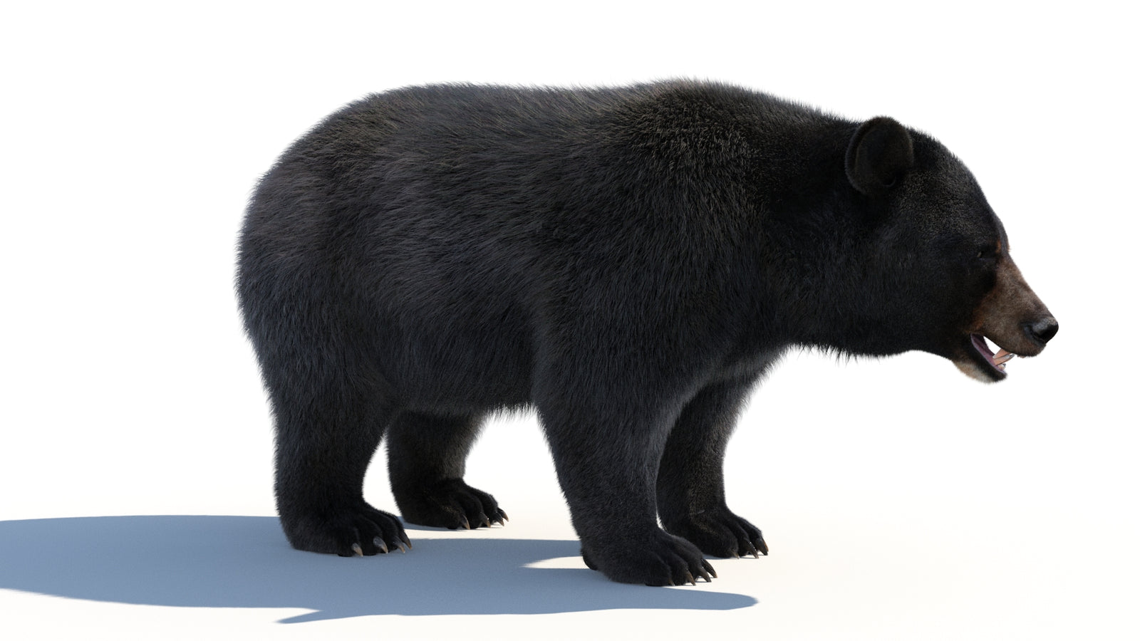 Animated Black Bear 3D Model with Fur Advanced 360° view 1 frame 14