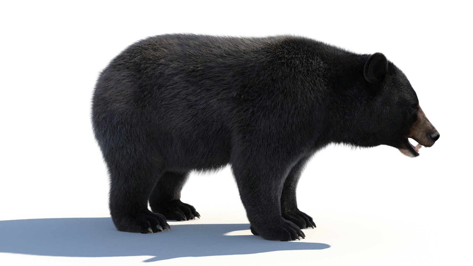 Animated Black Bear 3D Model with Fur Advanced 360° view 1 frame 15